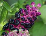 Phytolacca acinosa