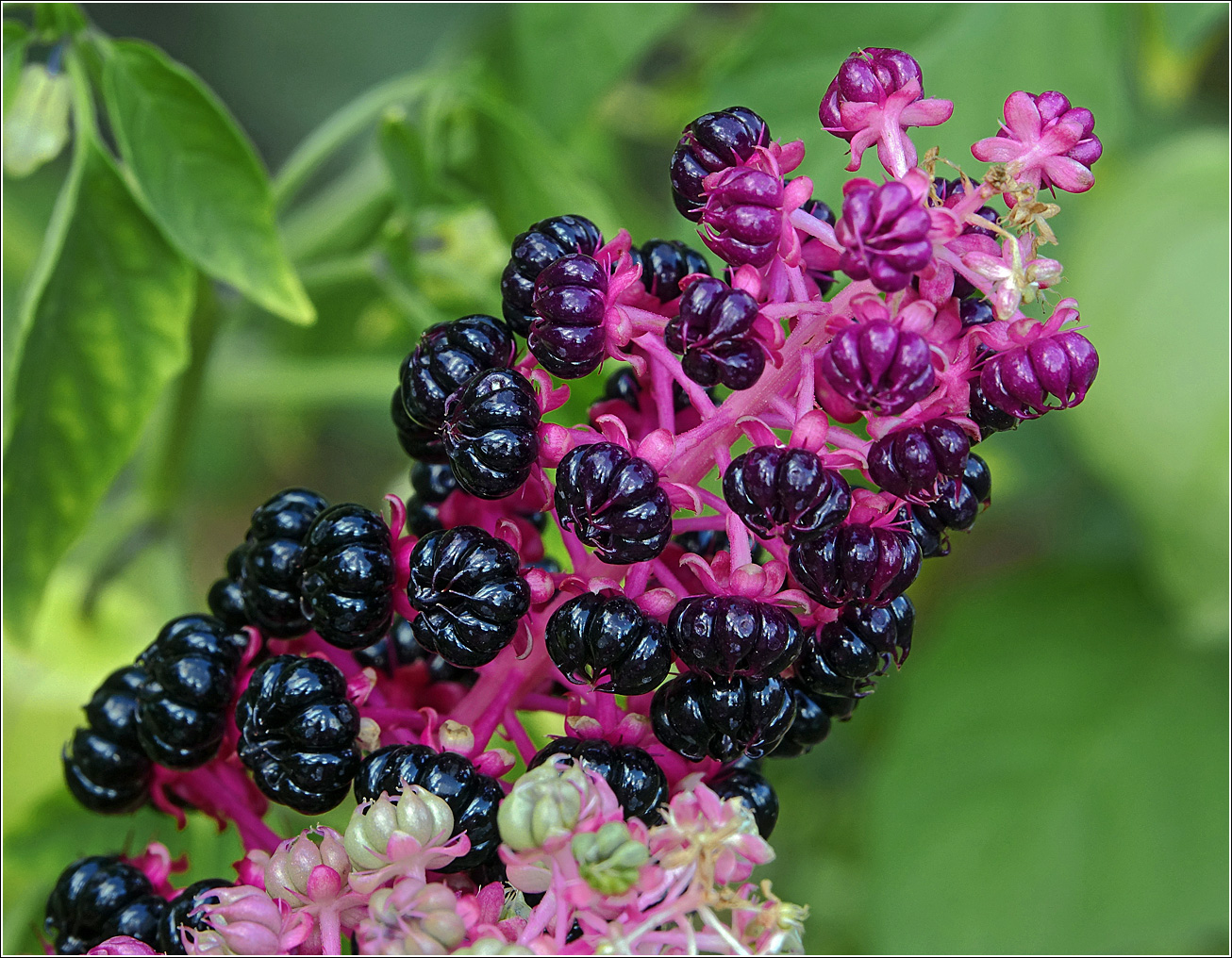 Изображение особи Phytolacca acinosa.