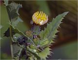 Sonchus oleraceus