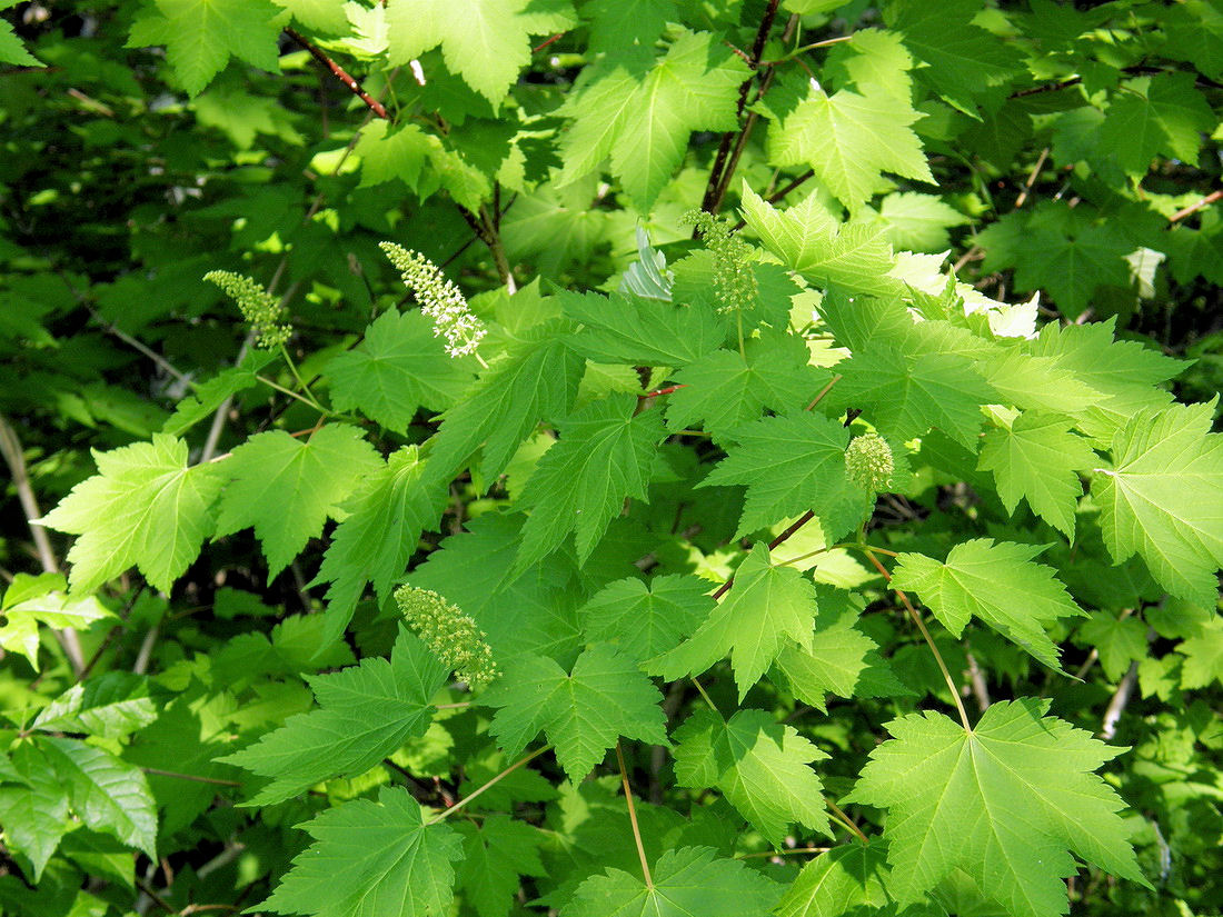 Image of Acer ukurunduense specimen.