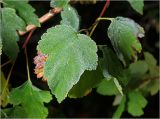 Physocarpus opulifolius