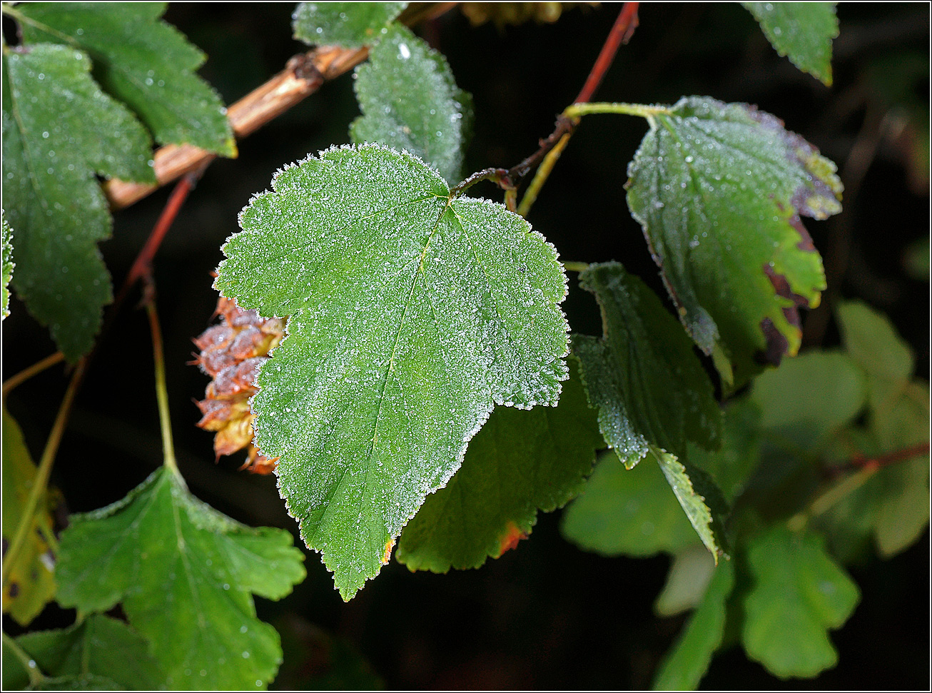 Изображение особи Physocarpus opulifolius.