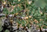 Astragalus microcephalus. Верхушка побега. Армения, обл. Гегаркуник, берег оз. Севан, гора Артаниш, ≈ 1900 м н.у.м., каменистый склон с луговыми участками. 23.06.2022.