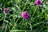 Trifolium alpestre