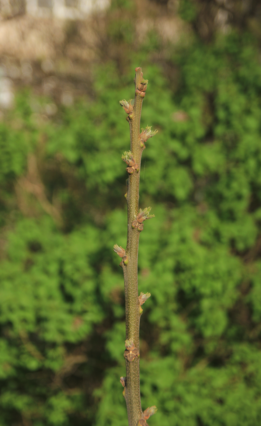 Image of Melia azedarach specimen.