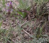 genus Astragalus