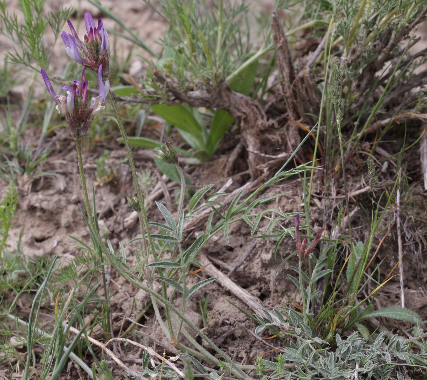 Изображение особи род Astragalus.