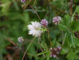 Astrantia maxima. Верхушка цветущего растения, обвитая побегом повилики (Cuscuta). Кабардино-Балкария, долина р. Баксан, конус выноса реки Курмычи, высота 1610 м н.у.м., луг. 24 июля 2022 г.