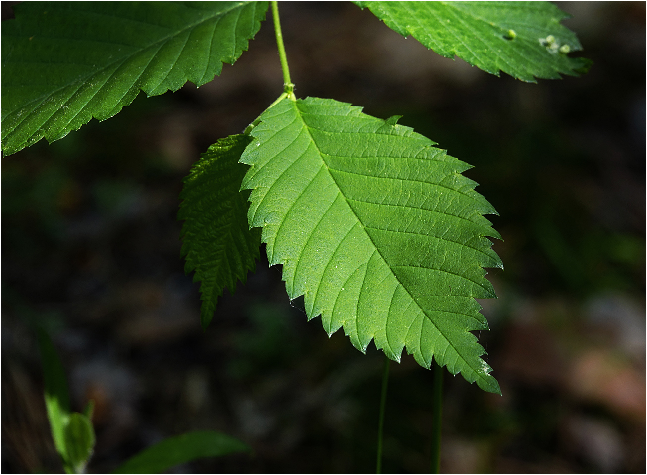 Image of Ulmus laevis specimen.