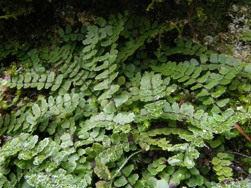 Изображение особи Asplenium trichomanes ssp. inexpectans.