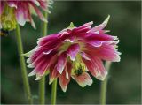 Aquilegia variety stellata