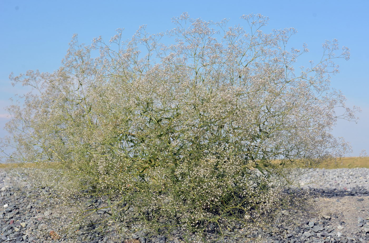 Изображение особи Gypsophila paniculata.