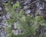 Abies sibirica