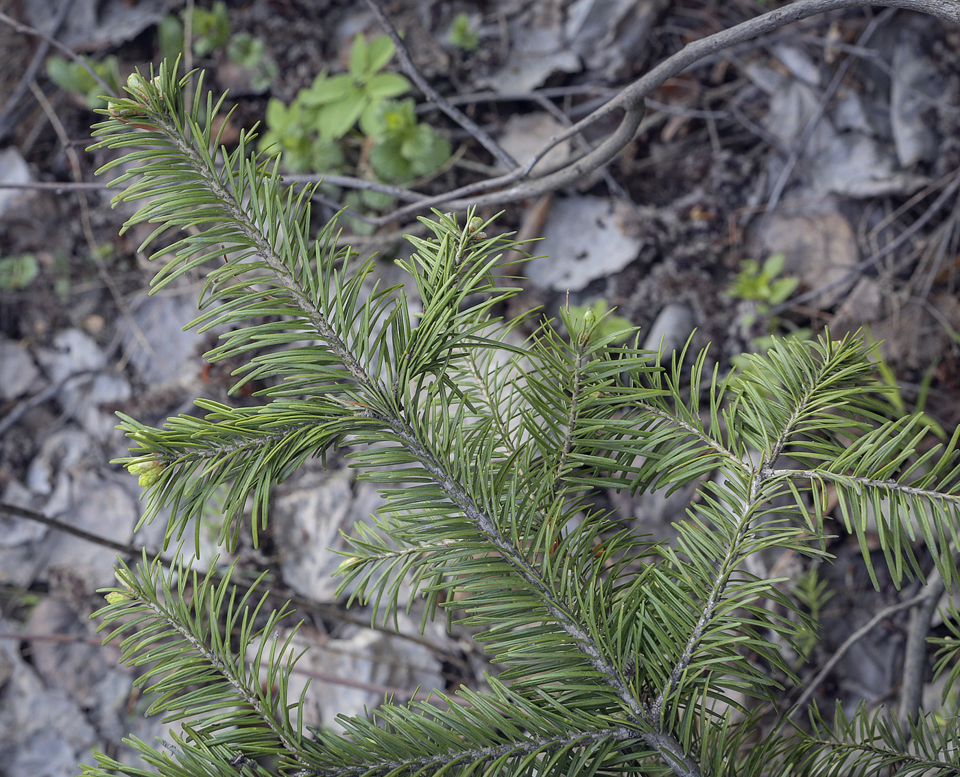 Image of Abies sibirica specimen.