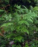 Pteridium tauricum. Вегетирующее растение. Грузия, Самегрело-Верхняя Сванетия, Мартвильский каньон, опушка букового леса. 16.06.2023.