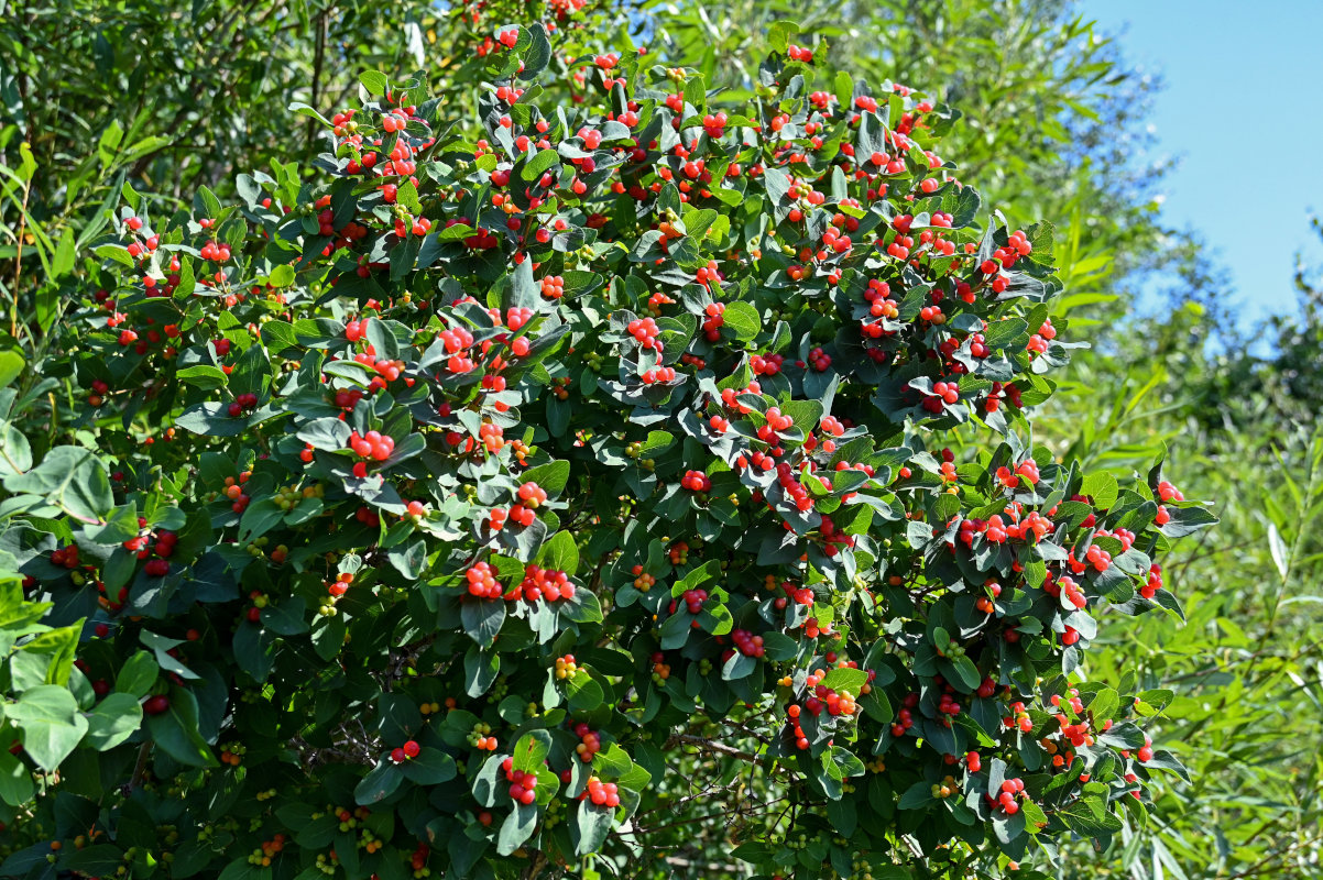 Image of Lonicera tatarica specimen.