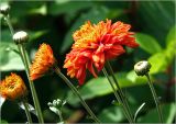 Chrysanthemum indicum