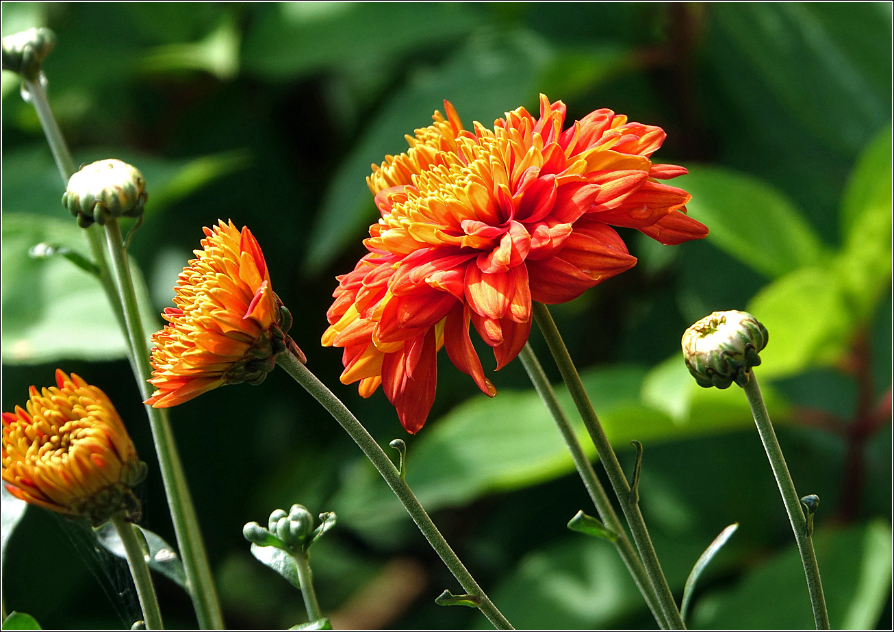 Image of Chrysanthemum indicum specimen.