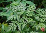 Anthriscus sylvestris. Лист. Московская обл., Раменский р-н, окр. ж.-д. платформы Хрипань, дачный участок. 14.08.2023.