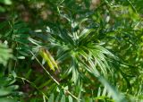 Aconitum barbatum. Лист. Республика Саха (Якутия), Хангаласский улус, левый берег р. Сиинэ (Синяя), разреженный хвойный лес на склоне. 27.07.2023.