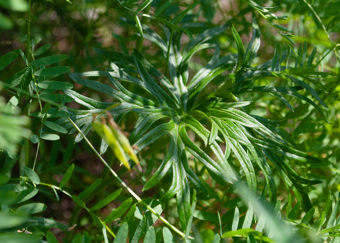 Изображение особи Aconitum barbatum.