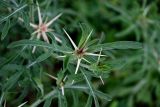 Centaurea iberica