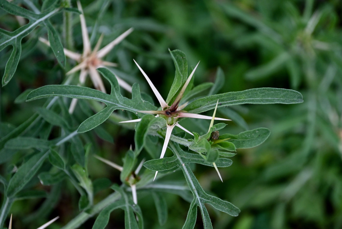 Image of Centaurea iberica specimen.