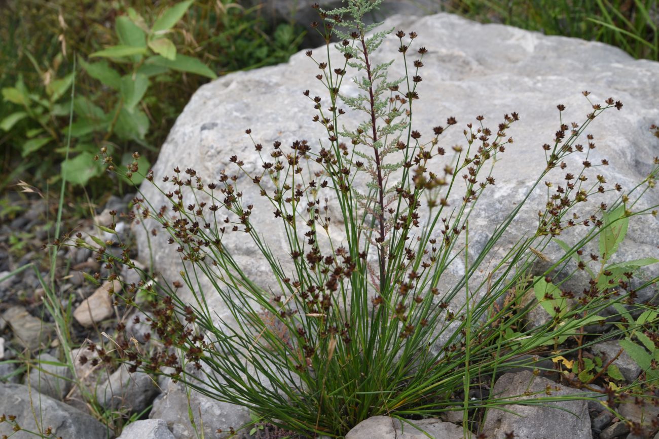Изображение особи Juncus articulatus.
