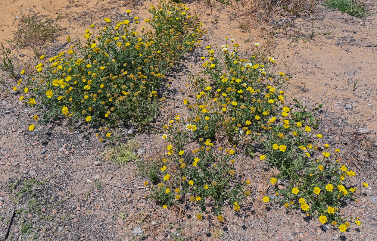 Image of Glebionis coronaria specimen.