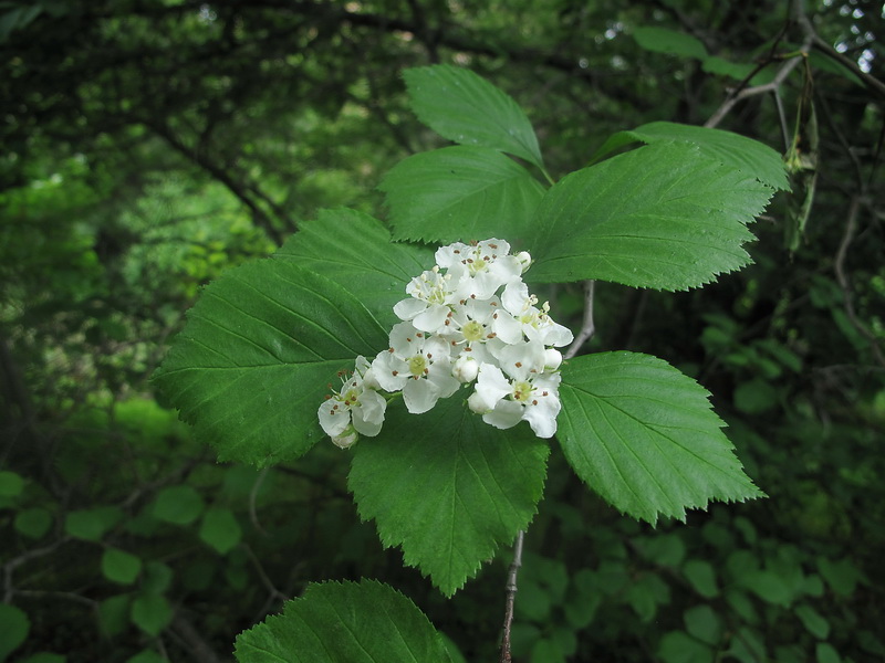 Изображение особи род Crataegus.