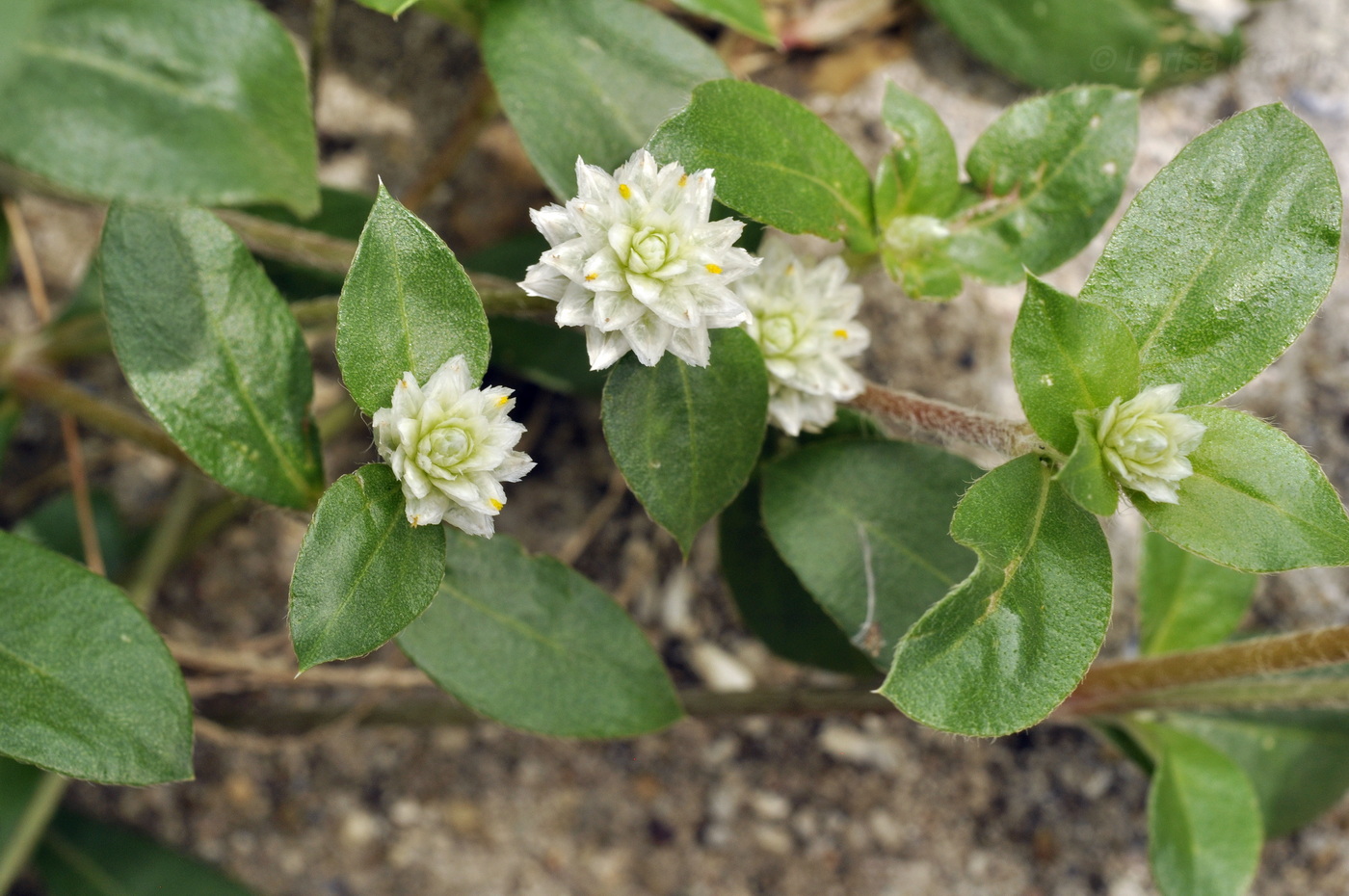 Image of Gomphrena celosioides specimen.