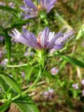 Symphyotrichum novi-belgii