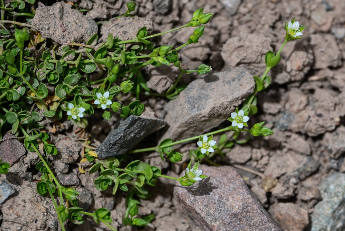 Изображение особи Arenaria rotundifolia.