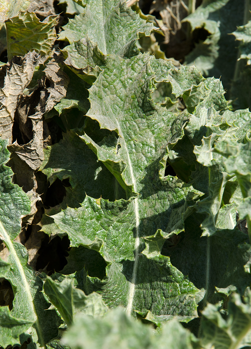 Image of Onopordum acanthium specimen.