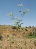 Image of taxon representative. Author is Владимир Колбинцев