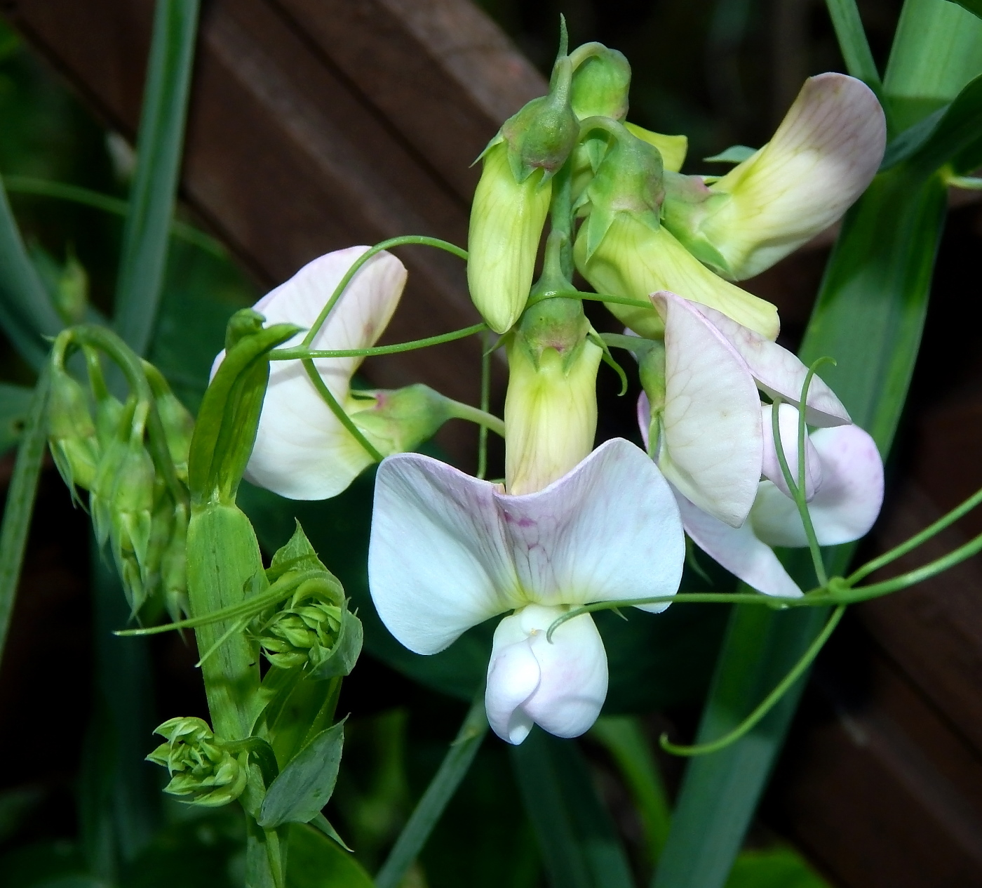 Изображение особи род Lathyrus.