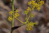 Ferula caspica. Соцветия и соплодия с кормящимися жуками. Оренбургская обл., Кувандыкский гор. округ, окр. г. Кувандык, луговой склон. 06.07.2023.