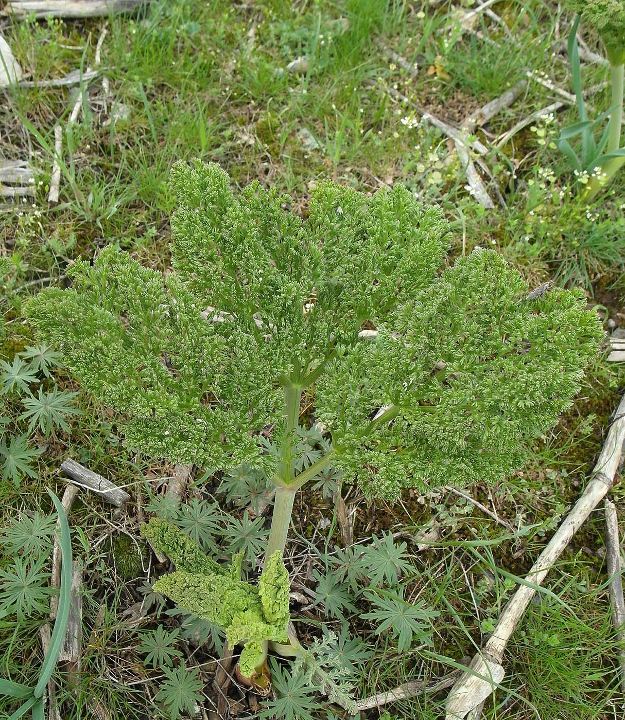 Изображение особи Ferula tenuisecta.
