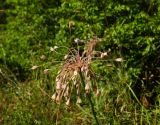 Allium paczoskianum