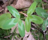genus Trifolium. Листья. Абхазия, Гагрский р-н, с. Лдзаа, широколиственный лес. 11.04.2024.