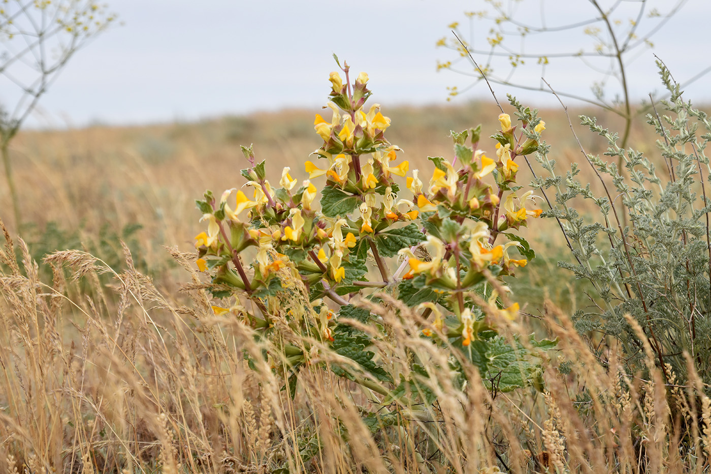 Image of Eremostachys tuberosa specimen.