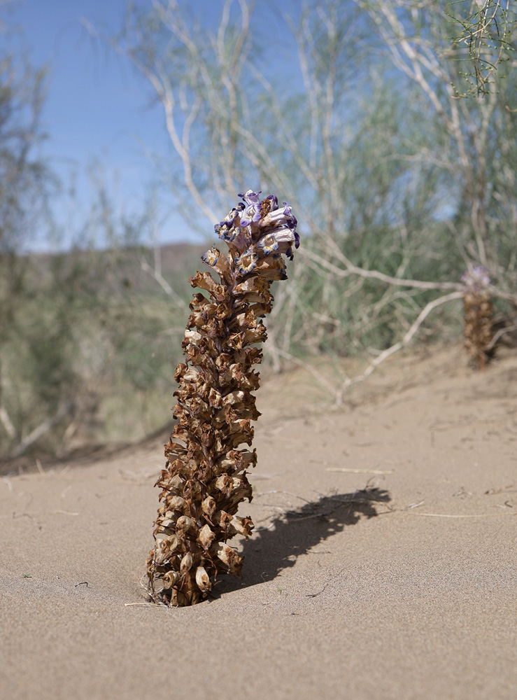 Image of Cistanche salsa specimen.