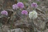 Allium caricifolium