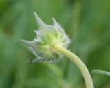 Knautia montana