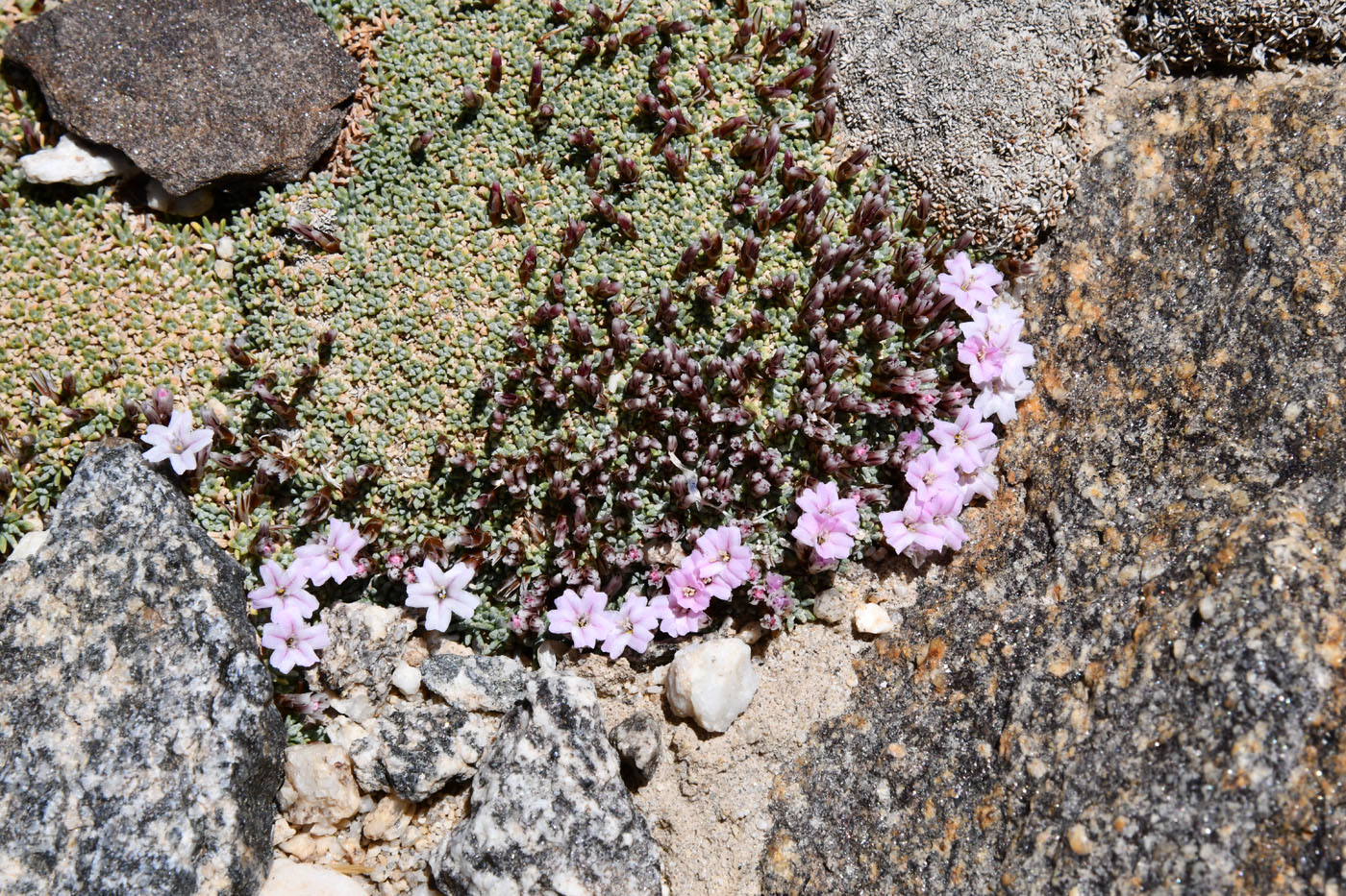 Image of Acantholimon diapensioides specimen.
