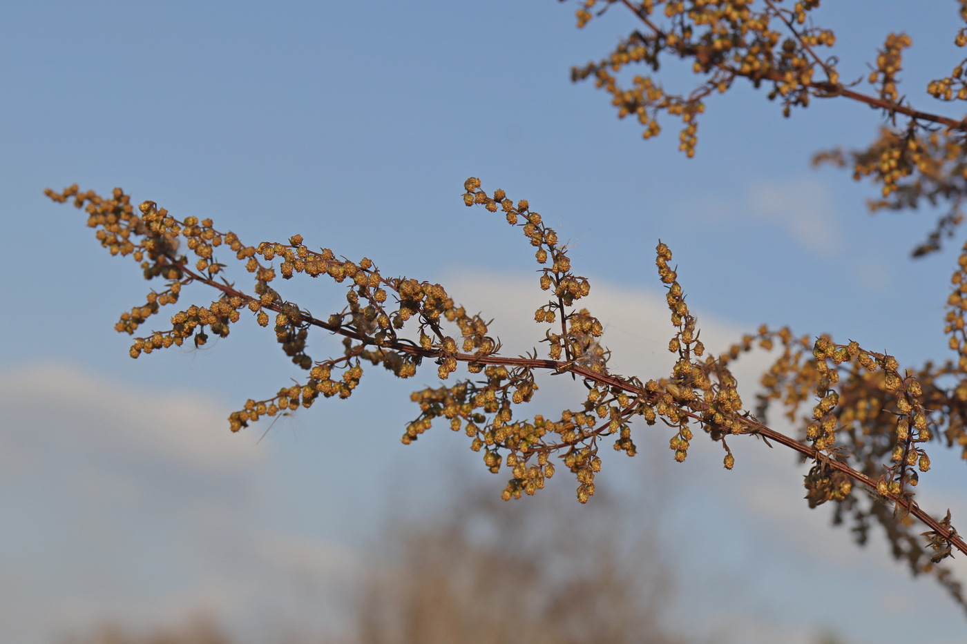 Image of Artemisia annua specimen.