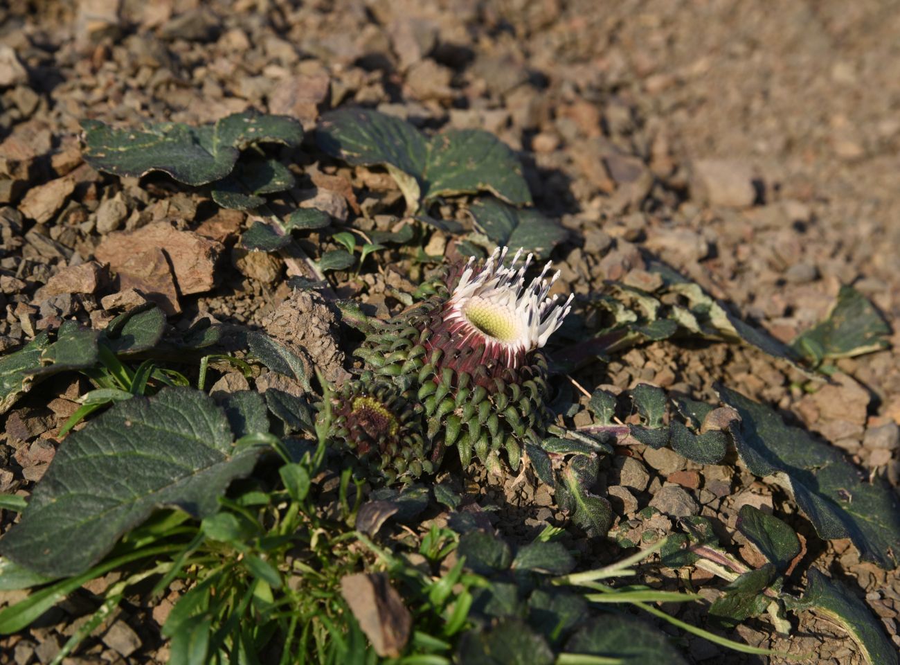 Image of Jurinella moschus specimen.