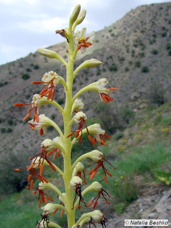 Image of Eremurus turkestanicus specimen.