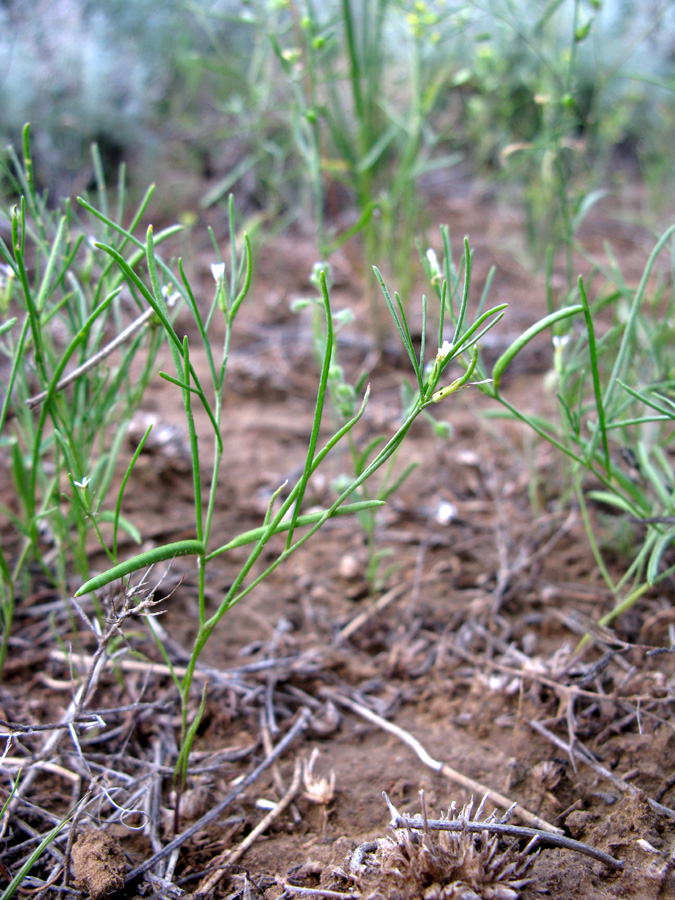 Изображение особи Leptaleum filifolium.