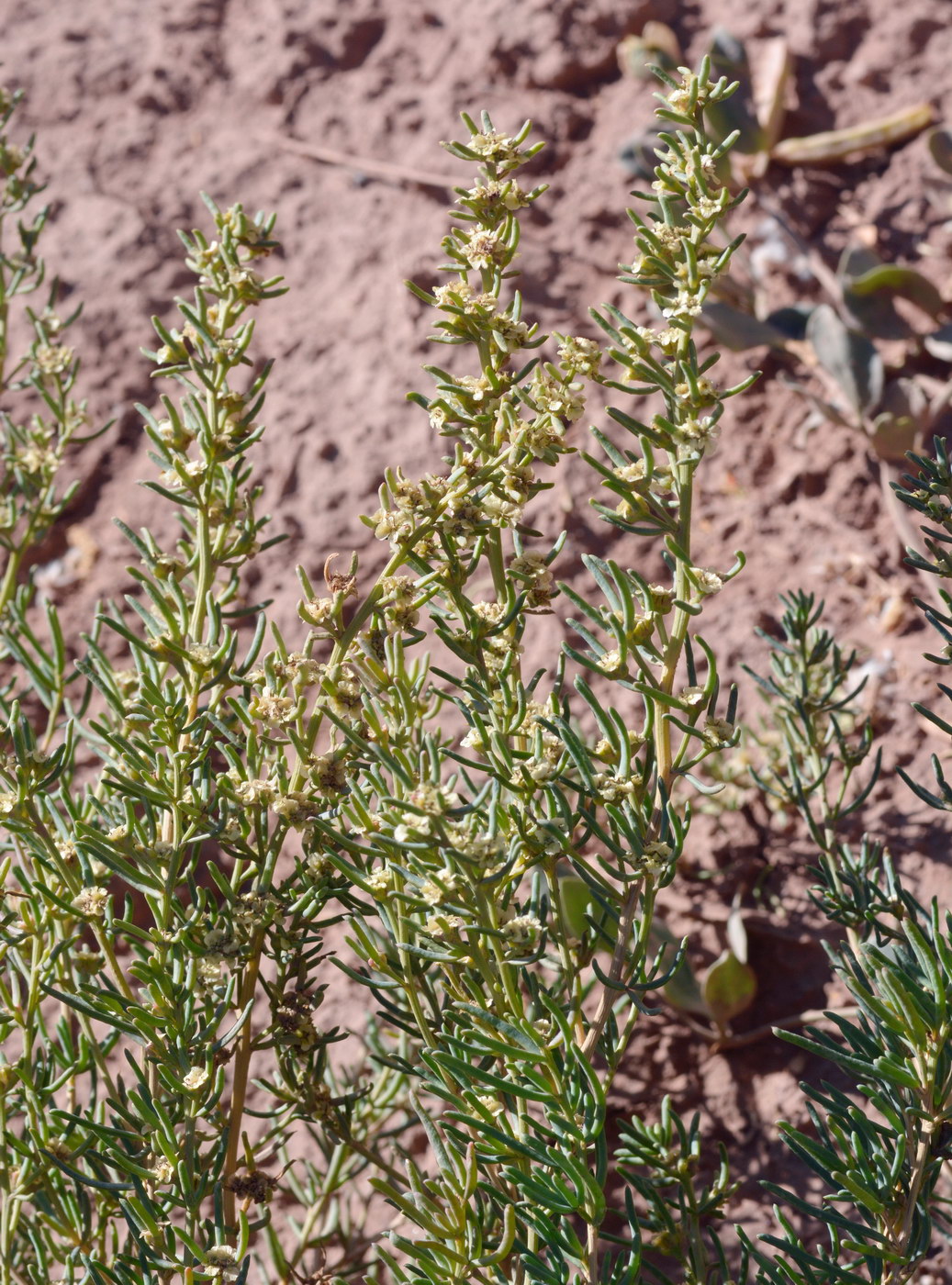 Image of Sympegma regelii specimen.